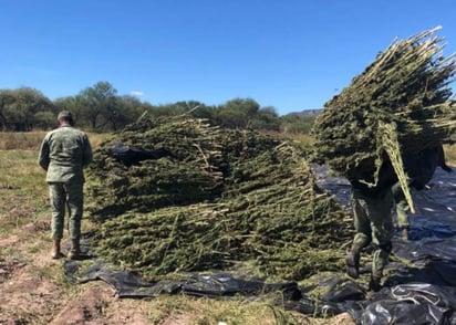 En el sitio ubicaron también 50 kilogramos de semilla para amapola, aunque no fueron identificadas plantaciones de este enervante, del cual se produce la goma de opio. (ESPECIAL)

