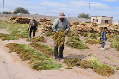 Jornales. El negocio de don Nicolás genera 33 empleos entre temporales y permanentes. (EL SIGLO DE TORREÓN/MARY VÁZQUEZ)