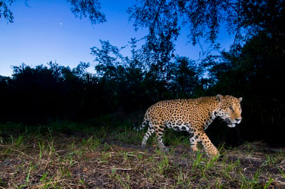 Se trata de una especie que sigue en riesgo latente y que, de llegar a su extinción, provocaría una cadena de catástrofes naturales. (ARCHIVO)