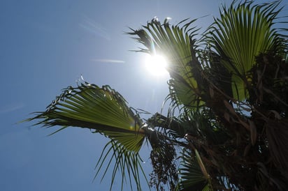 Reveló el daño que producen las olas de calor al esperma de los insectos. (ARCHIVO)