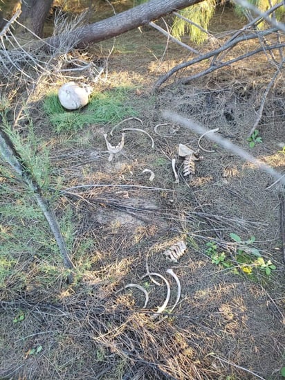 Se ordenó el levantamiento de los restos óseos y su traslado al Servicio Médico Forense. (EL SIGLO COAHUILA)