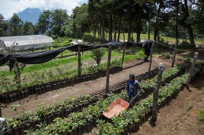 Opción. La reforestación puede agregar importantes beneficios de almacenamiento de carbono.