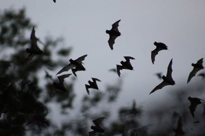 Pueden ser una importante especie para prevenir los daños causados por las plagas. (ARCHIVO)