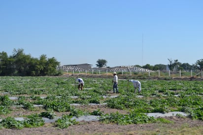 Norias. Se quejan agricultores de altos cobros de la CFE, cuando aseguran que algunas norias estuvieron paradas por las lluvias.