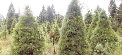 Siembra. Las plantaciones comerciales forestales de árboles de Navidad requieren un mantenimiento, limpieza y poda constante. (EL SIGLO DE TORREÓN) 