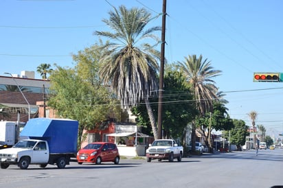 Temen que caiga palmera