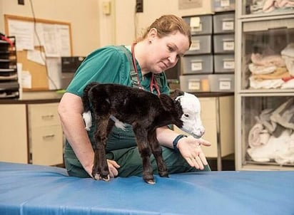 Pequeña pero sana, dicen los veterinarios. (INTERNET)