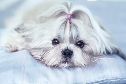 Es importante resguardar a tus mascotas en un lugar donde se sientan seguros, ya que dejarlos expuestos al aire libre. (ARCHIVO)