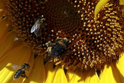 La abeja es capaz de polinizar tres cuartos de todas las plantas del mundo, lo que representa de manera directa el 80 por ciento de lo que una persona consume al día. (ARCHIVO)