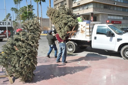 Piden no tirar los pinos naturales a la basura y mejor llevarlos a un centro de acopio. (ARCHIVO) 