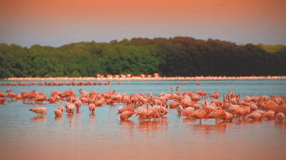 Playa Sisal. Foto: EFE