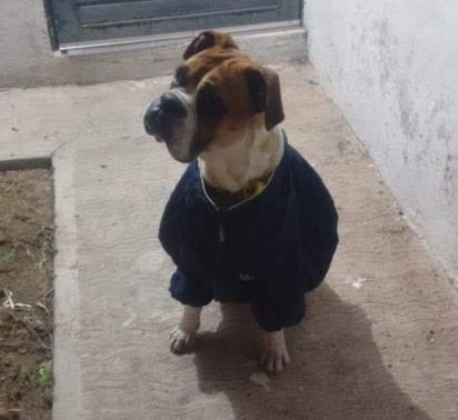 A través de redes sociales, usuarios repudiaron el hecho. Durante la tarde del martes 1 de enero comenzó a circular la imagen de un perro que mataron con pirotecnia en las calles de la colonia San Ángel, al norte de la capital potosina. (ARCHIVO)