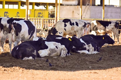 Advierten. Quienes incumplan el acuerdo serán sancionadas conforme a lo dispuesto en la Ley Federal de Sanidad Animal. (EL SIGLO DE TORREÓN)