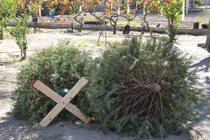 Se invita a la ciudadanía a que si cuenta con un pino natural no lo tire a la basura y lo deposite en uno de los centros de acopio que se instalaron. (ARCHIVO)