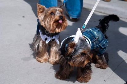 Raúl Almaguer, jefe de Unidad Canina, señaló que vestir y poner zapatos a los perros es un atentado contra la naturaleza de esos animales, lo que puede ser considerado como maltrato. (ARCHIVO)