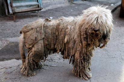 La mayoría de las denuncias fueron presentadas por asociaciones defensoras de derechos de los animales. (ARCHIVO)