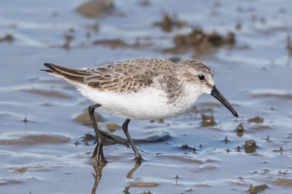 En esta temporada, más de 7000 mil aves de esa especie (Calidris mauri) se encuentran en esa zona del territorio nacional. (ESPECIAL)