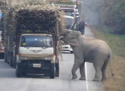 El elefante se dio un festín de caña de azúcar. (YOUTUBE)