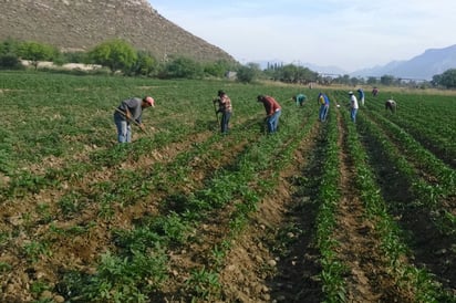 En 2017 se otorgó este apoyo a productores de sandía de Gómez Palacio y Tlahualilo, con el mismo esquema de seguro catastrófico por una granizada. Ahora es para productores de maíz y sorgo. (ARCHIVO)