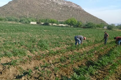 Apoyo. En 2017 se otorgó este apoyo a productores de sandía de Gómez Palacio y Tlahualilo, con el mismo esquema de seguro. (ARCHIVO)