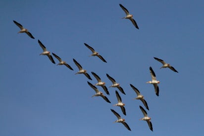 Revisar la reproducción de las aves nos dice que el ambiente está cambiando y particularmente por el cambio climático. (ARCHIVO)