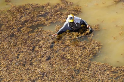 Este problema que afecta a las playas mexicanas se puede convertir en una oportunidad para obtener un sustrato que ayude en la producción de hongos comestibles y medicinales. (EFE)