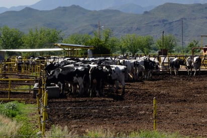 Apoyo. Productores de Lerdo piden que no se reduzcan ni desaparezcan recursos asignados a programas para el apoyo al campo.