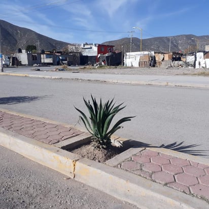 El Agave Tequilana es mejor conocido como Agave azul. (La parte de la planta que es utilizada para la elaboración del tequila es la piña).