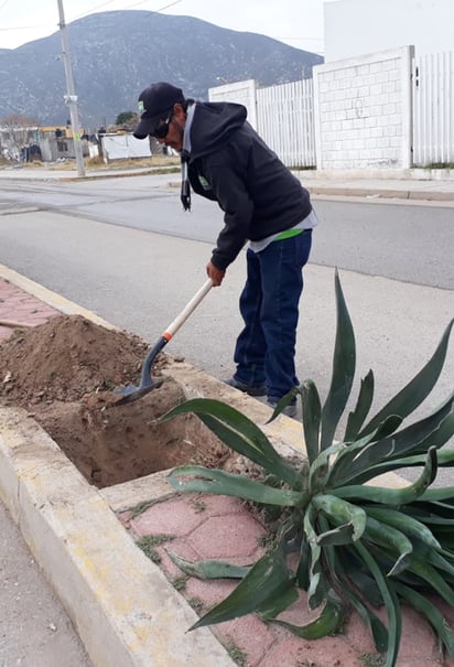 El Departamento de Fomento Ecológico del Municipio de Lerdo ha estado colocando diferentes especies en los espacios públicos. (EL SIGLO DE TORREÓN) 