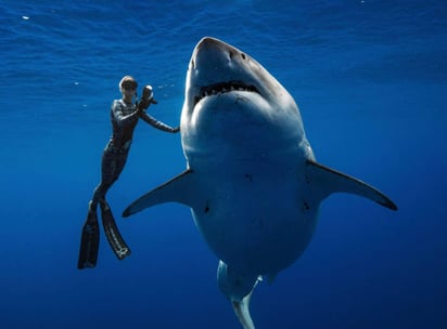 Estos investigadores esperan que se apruebe una ley para proteger a los tiburones. (INTERNET)