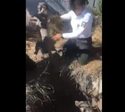 Al lugar acudieron tres elementos de la Policía Ambiental, quienes encontraron a los animales y lograron lazarlos con un mecate para sacarlos antes de que se ahogaran en el lodo. (ESPECIAL)