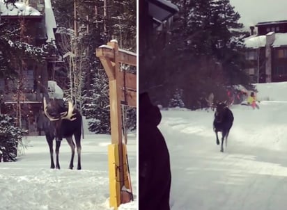 Piden no acercarse a estos animales si se los encuentran en la montaña. (INTERNET)