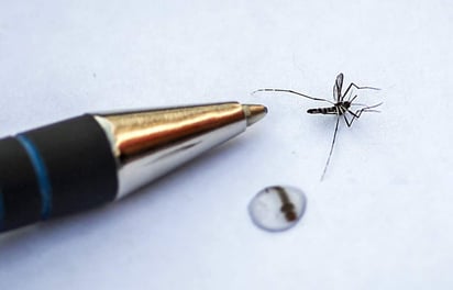 El estudio permitirá fortalecer las acciones de prevención de insectos que transmiten enfermedades. (ARCHIVO)