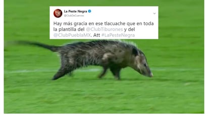 Tras la invasión de un tlacuache durante el duelo entre Veracruz y Puebla, “La Pesta Negra” aprovechó este suceso viral para hacer de las suyas. (ESPECIAL)