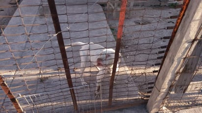 En los huesos y enfermos estaban los canes cuando los rescató Protección Civil. (EL SIGLO COAHUILA)