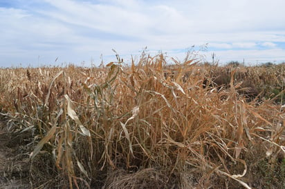 Padrón. Se elabora el padrón de productores que recibirán el apoyo. (EL SIGLO DE TORREÓN)