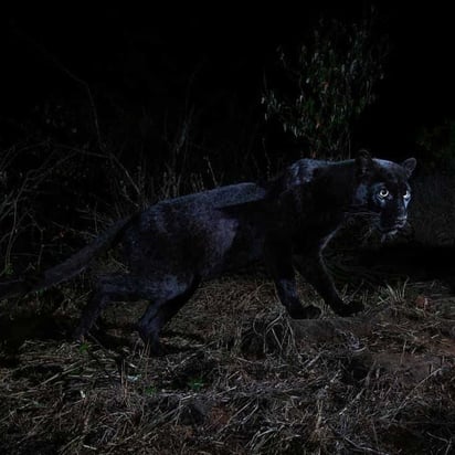 Hallazgo. Aunque ya se habían reportado leopardos melanísticos en África, éstas son las primeras imágenes que confirman su existencia. (TWITTER)