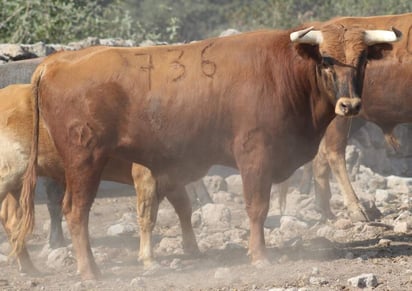 La ganadería El Siete, tiene una procedencia Parladé-Domecq, de la importación que hicieron Enrique Martín Arranz y el Maestro Joselito, años atrás. Estas vacas y sementales son de origen Juan Pedro Domecq, Salvador Domecq y de Daniel Ruiz.  (ARCHIVO)