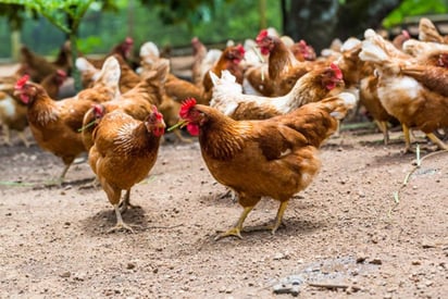 El Servicio Nacional de Sanidad, Inocuidad y Calidad Agroalimentaria (Senasica) detectó y cerró de manera inmediata cuatro focos de la enfermedad de Newcastle, con 200 aves implicadas en las entidades ya mencionadas. (ESPECIAL)