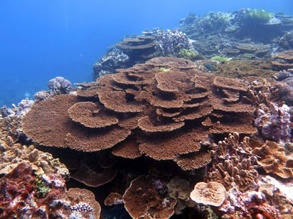 Las aguas contaminadas, que se teme que contengan nitrógeno y otros fertilizantes, se han expandido en arrecifes coralinos situados a unos 60 kilómetros de la costa. (ARCHIVO)