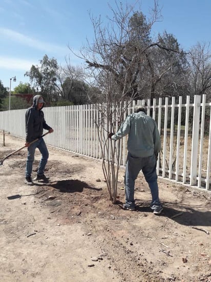 Colocan árboles crespones en área verde de secundaria. (EL SIGLO DE TORREÓN)