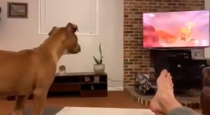 El perro llora junto con Simba la muerte de Mufasa (INTERNET) 