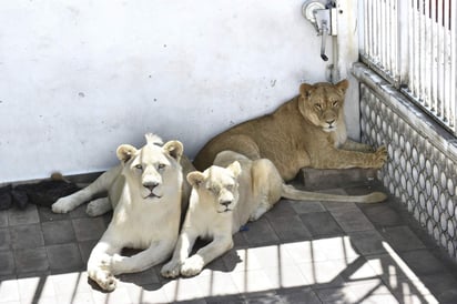 La familia solicita que los leones les sean devueltos pues argumentan que cuentan con los permisos necesarios para tenerlos.