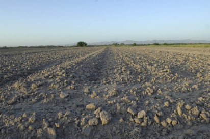 Sería un recurso único para el seguro tanto por la sequía como por las heladas que afectaron a los productores en Lerdo. (ARCHIVO)