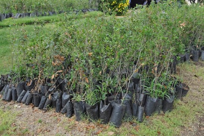 Buscan dar una mayor cobertura vegetal a Torreón, buscan romper la marca de 6 mil árboles plantados en el municipio. (ARCHIVO)