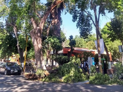 Hubo árboles caídos, incendios, cables sueltos, apagones, luminarias a punto de caer, e interrupciones en el funcionamiento de bombas. (EL SIGLO DE TORREÓN)