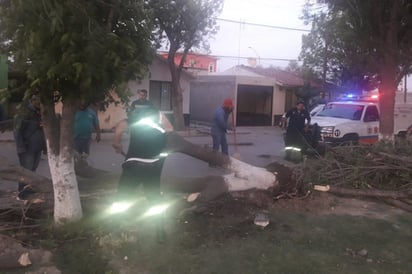 En Lerdo se cayeron 7 árboles en el parque Victoria y otros 7 en otros lugares, además de que se voló un techo de lámina. Hubo apagones. (EL SIGLO DE TORREÓN)