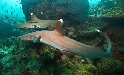 Colocaron marcas acústicas y satelitales a tiburones con el fin de obtener datos de sus hábitos y trayectorias. (EFE)