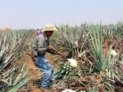 De acuerdo con el Gobierno federal, impulsarán la autosuficiencia alimentaria.