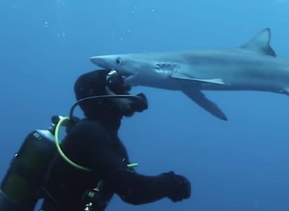 El tiburón mostró interés en los goggles del buzo y por eso se acercó. (INTERNET)